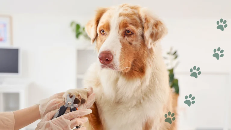 obcinanie paznokci u psa