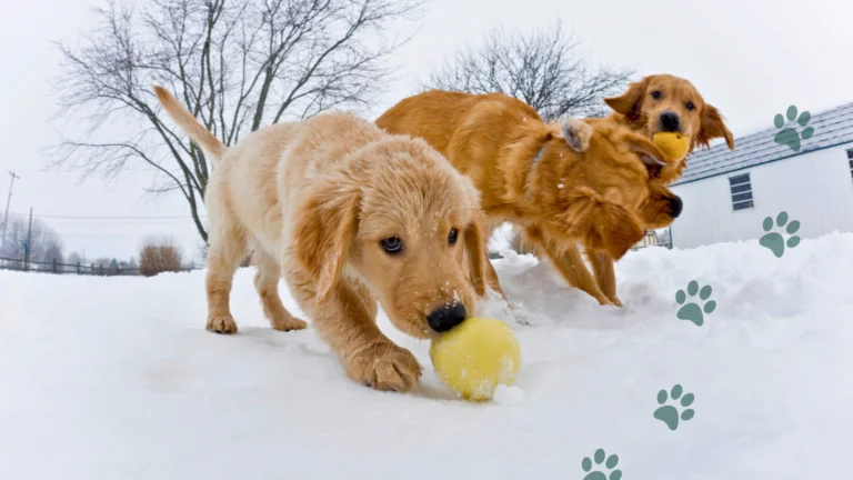 Czy pies może jeść śnieg