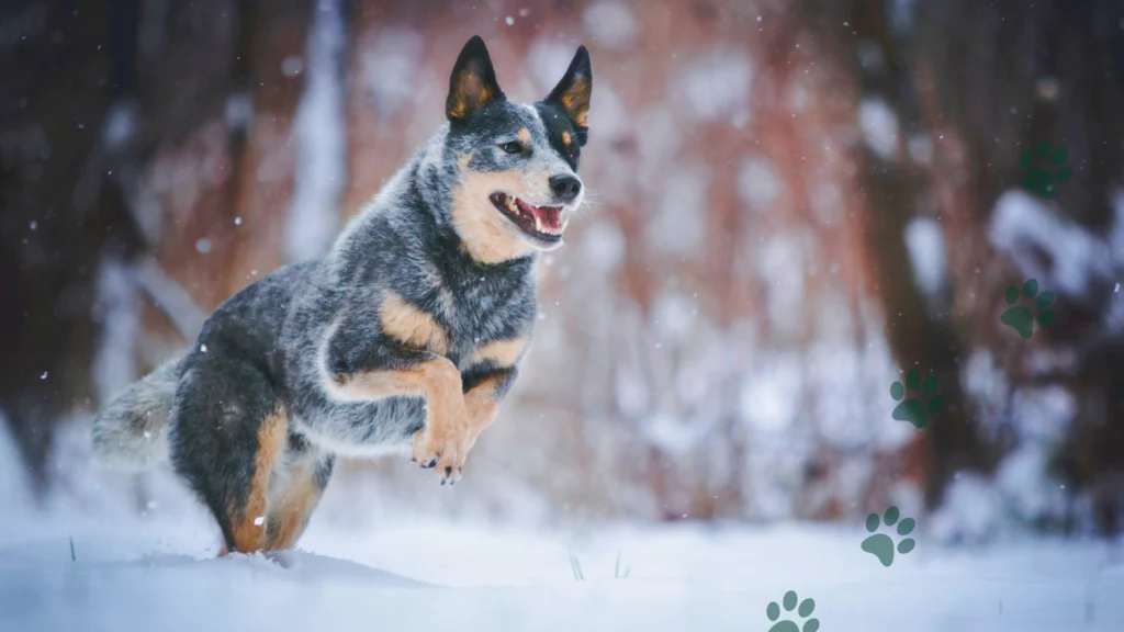 Zapalenie gardła u psa od śniegu