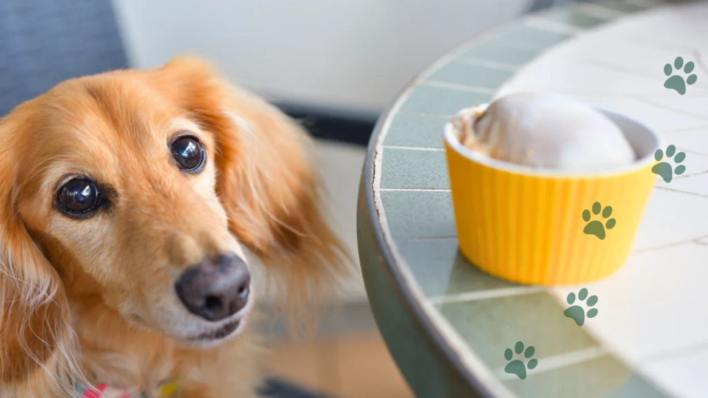 czy pies może jeść czekoladę