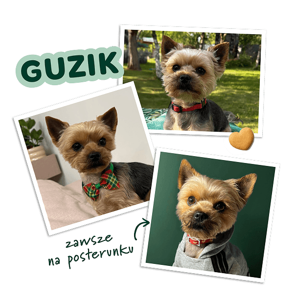 guzik pies