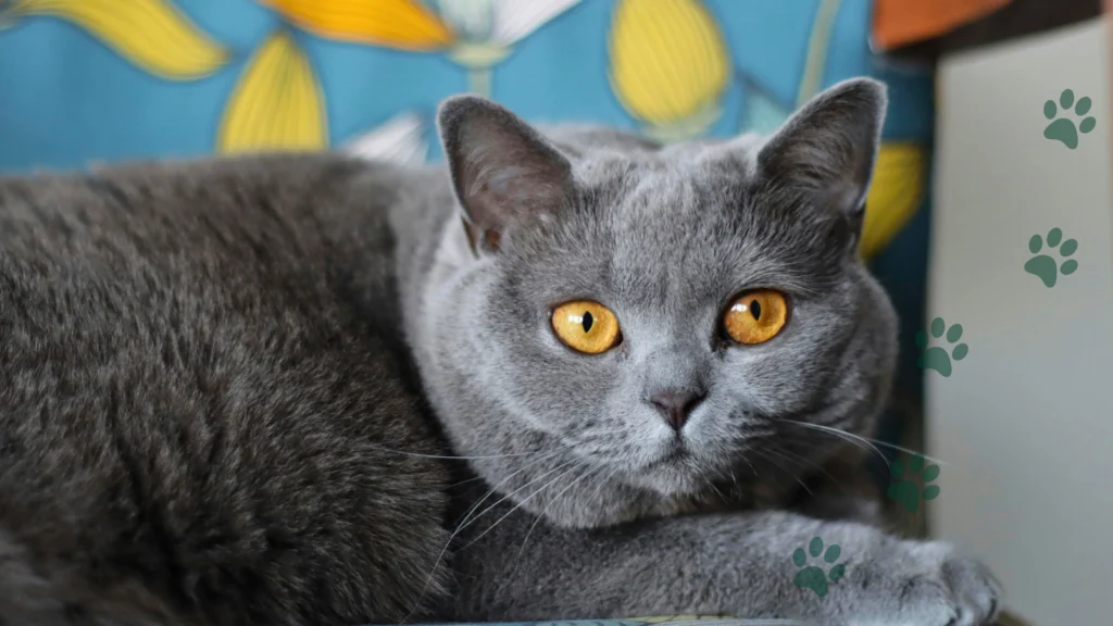 czy kot brytyjski lubi głaskanie