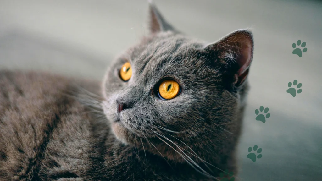 kot brytyjski charakter