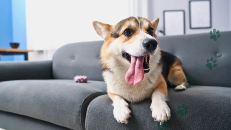 wiosenne linienie psa i kota