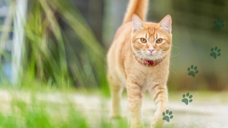 zaginięcie psa lub kota
